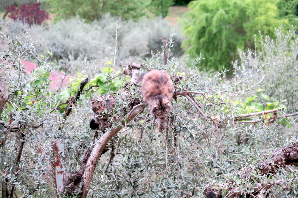 忍者猫ミミ、オリーブの古木に跳ぶ_f0234936_6574888.jpg