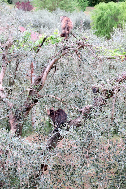 忍者猫ミミ、オリーブの古木に跳ぶ_f0234936_711181.jpg
