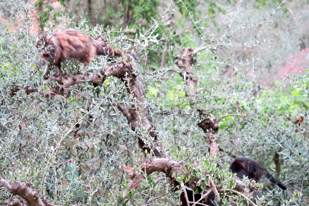 忍者猫ミミ、オリーブの古木に跳ぶ_f0234936_7123684.jpg