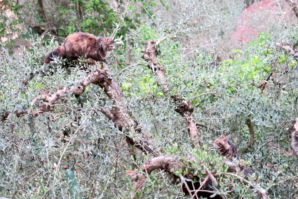 忍者猫ミミ、オリーブの古木に跳ぶ_f0234936_715769.jpg