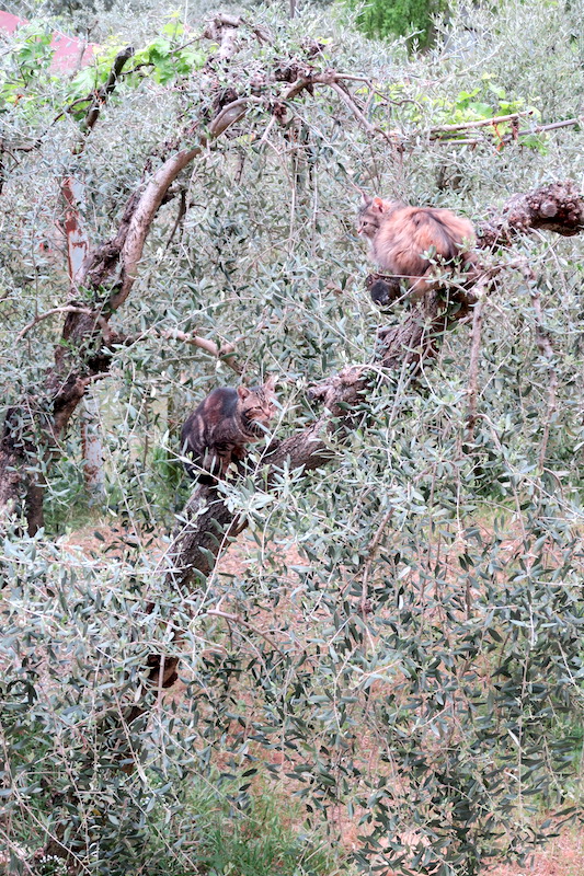忍者猫ミミ、オリーブの古木に跳ぶ_f0234936_755157.jpg