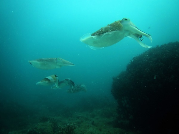 c0100239_09315568.jpg