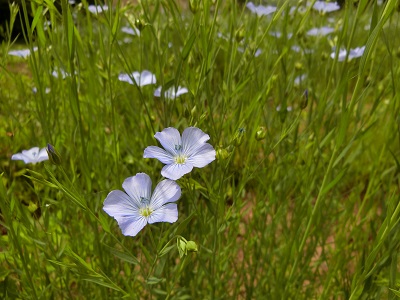 亜麻の花_f0019247_1841154.jpg