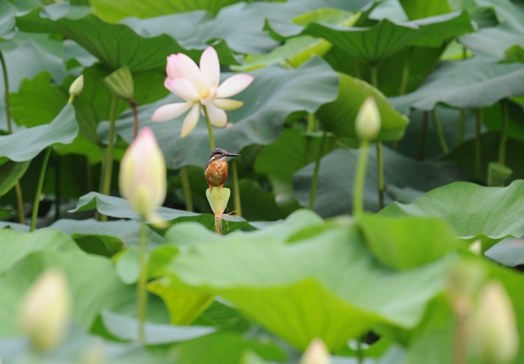 蓮池のカワセミ・・・お花にはとまりません！_c0233349_21463541.jpg