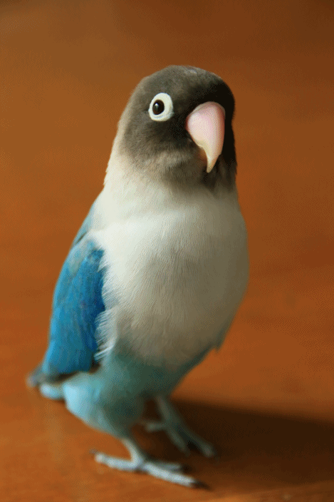 c0145250_10021034.gif