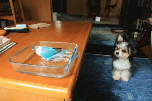 c0145250_11175709.gif