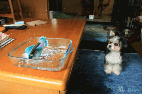 c0145250_11180778.gif