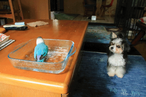 c0145250_11181902.gif