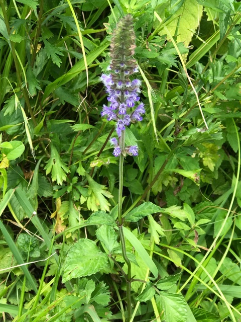 d0156557_15341631.jpeg