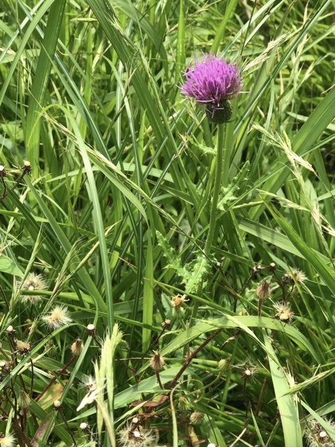 d0156557_15351610.jpeg
