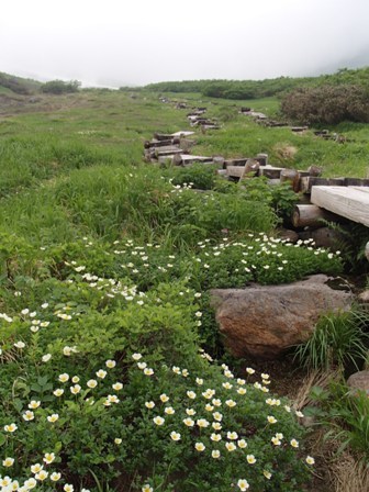 2018.7.18 月山の花巡り_a0344771_17110118.jpg