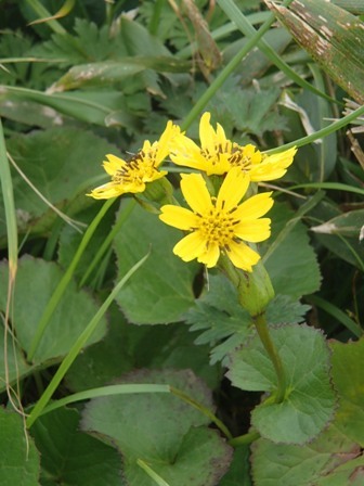 2018.7.18 月山の花巡り_a0344771_17150253.jpg