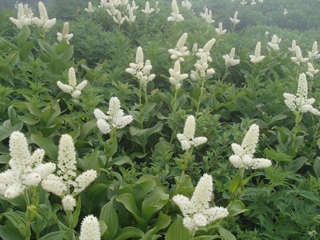 2018.7.18 月山の花巡り_a0344771_17154861.jpg