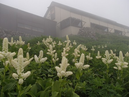 2018.7.18 月山の花巡り_a0344771_17155454.jpg