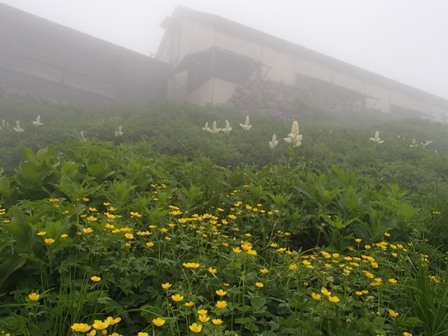 2018.7.18 月山の花巡り_a0344771_17164227.jpg