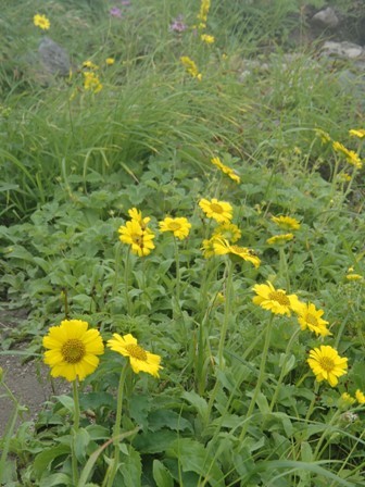 2018.7.18 月山の花巡り_a0344771_17170065.jpg