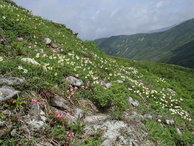 2018.7.18 月山の花巡り_a0344771_17185043.jpg