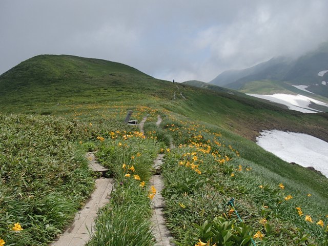 2018.7.18 月山の花巡り_a0344771_17190374.jpg