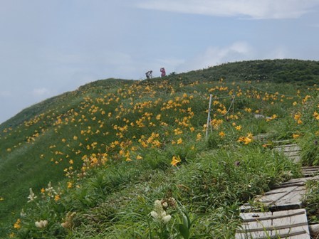 2018.7.18 月山の花巡り_a0344771_17191477.jpg