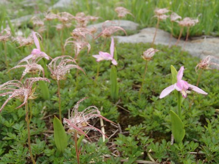 2018.7.18 月山の花巡り_a0344771_17195656.jpg