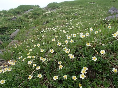 2018.7.18 月山の花巡り_a0344771_17201130.jpg