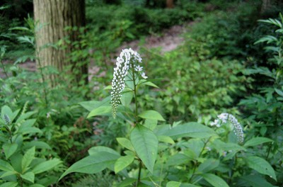 c0229483_1001074.jpg