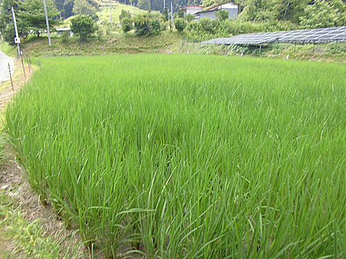 7月18日の田んぼ(月光原小・西根小) _d0247484_1902276.jpg