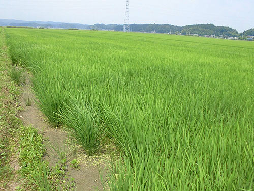 7月18日の田んぼ(緑ヶ丘小・北郷小) _d0247484_19143658.jpg