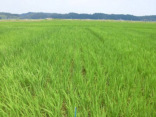 ７月18日の田んぼ（目黒角田絆交流田） _d0247484_19305770.jpg