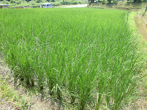7月18日の田んぼ(月光原小・西根小) _d0247484_1963912.jpg