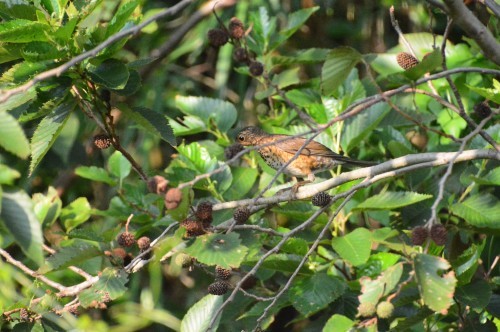 アカコッコ幼鳥_c0204385_08541308.jpg
