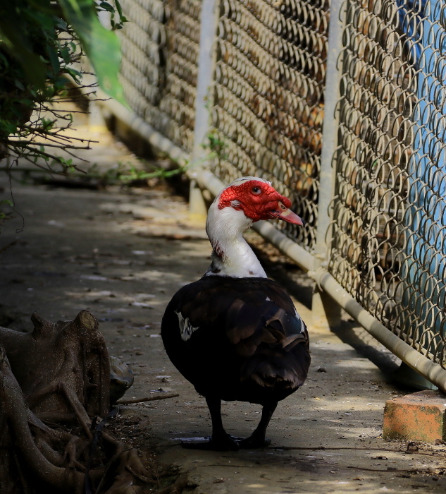 バリケン 変な顔２０１８ バード アイ ライフ