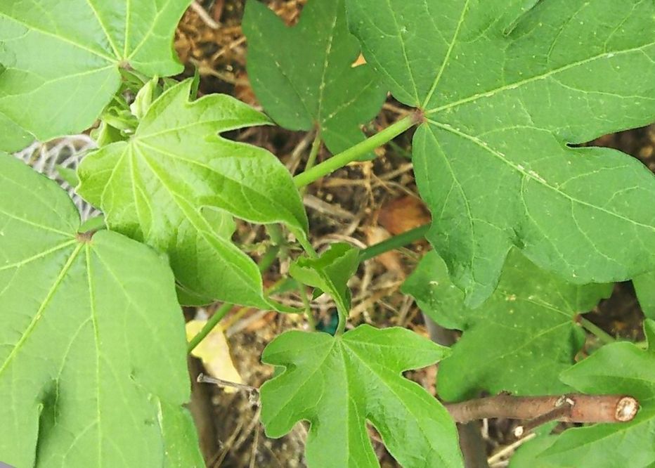 c0228804_07411037.jpg