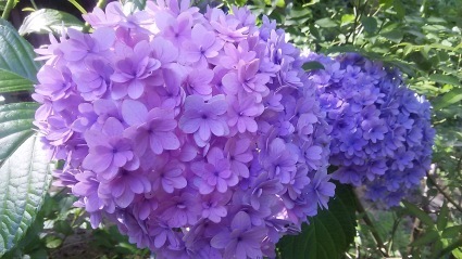 花がら摘み、真っ最中❗_c0280108_13175218.jpg