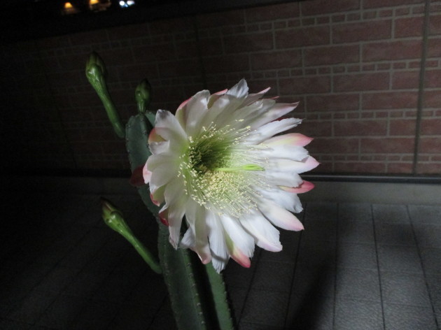 b0183111_09280600.jpg