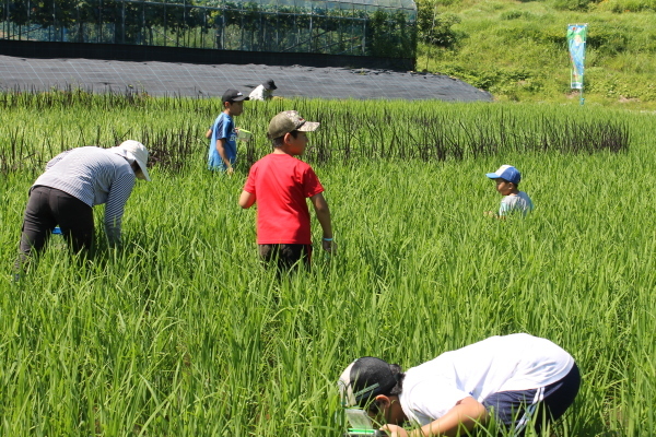 Ｈ30田んぼアート生き物観察会＆BBQ交流会_b0281312_10515514.jpg