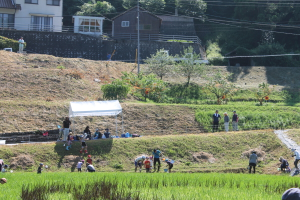 Ｈ30田んぼアート生き物観察会＆BBQ交流会_b0281312_11000613.jpg