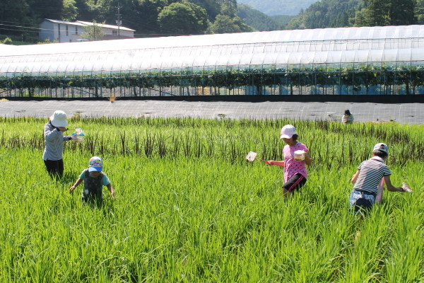 Ｈ30田んぼアート生き物観察会＆BBQ交流会_b0281312_11090135.jpg