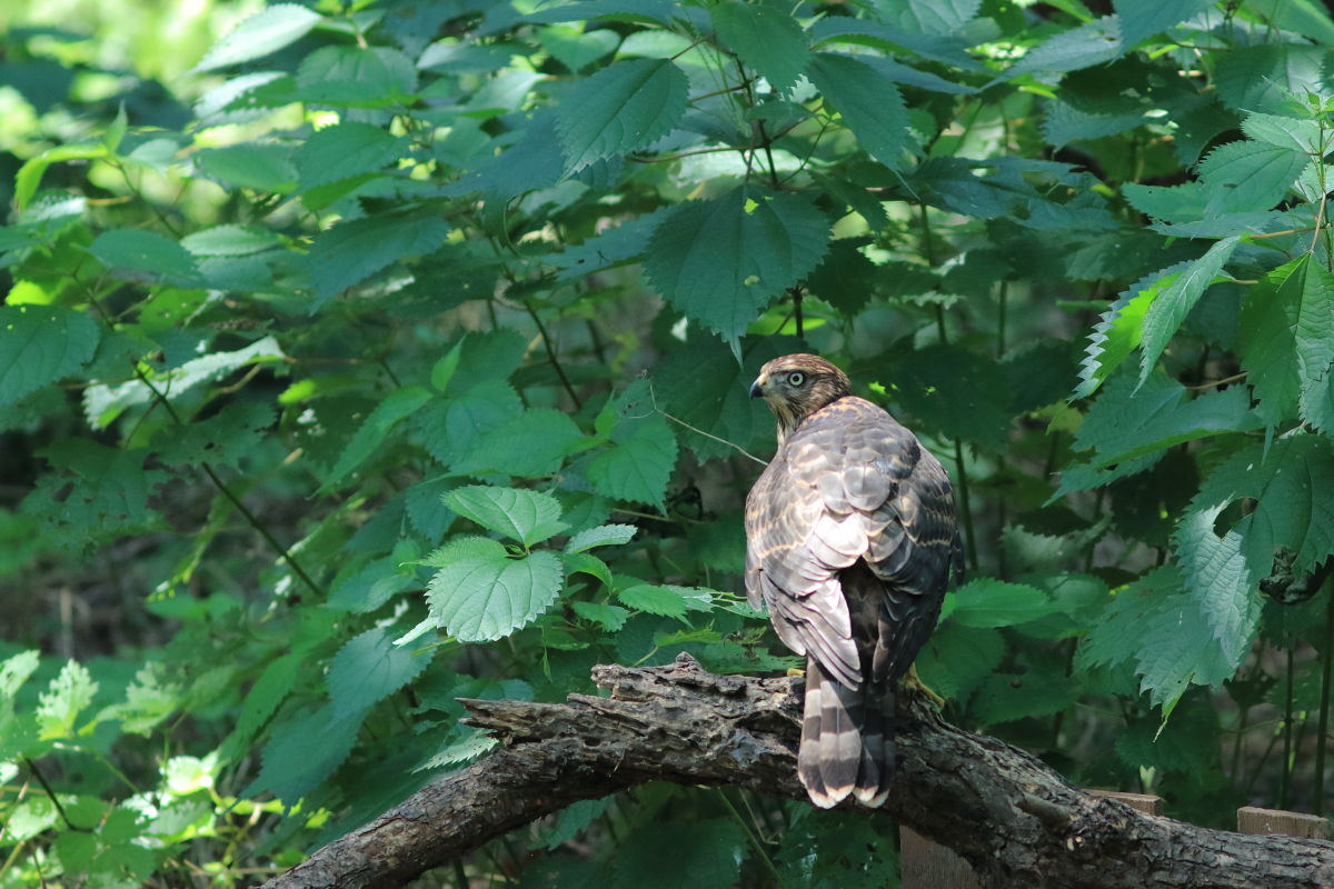 オオタカ　若鳥の訓練 ?_f0369315_22551469.jpg