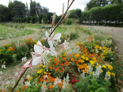 美しきカメムシ et 野菜の花_b0381325_04092176.jpg