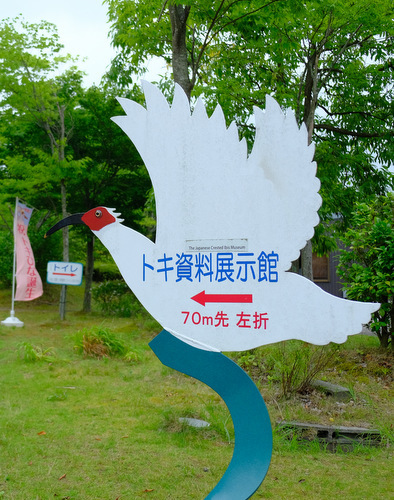 「2018佐渡の旅　佐渡汽船で朱鷺に会いに行く、トキの森公園」_a0000029_19562324.jpg