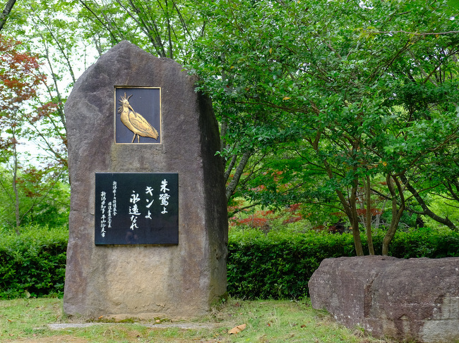 「2018佐渡の旅　佐渡汽船で朱鷺に会いに行く、トキの森公園」_a0000029_19582014.jpg