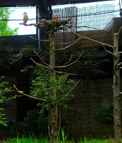 「2018佐渡の旅　佐渡汽船で朱鷺に会いに行く、トキの森公園」_a0000029_20071211.jpg