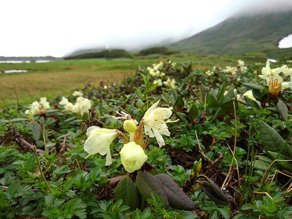 カムイミンタラ　（2291m　百名山）_c0338730_8343320.jpg