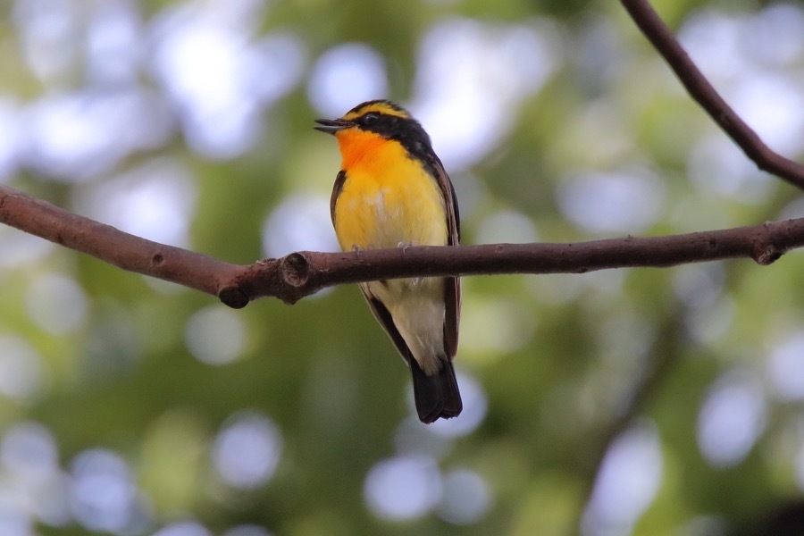 まんまるスズメ幼鳥 四十雀の欣幸 野鳥写真日記