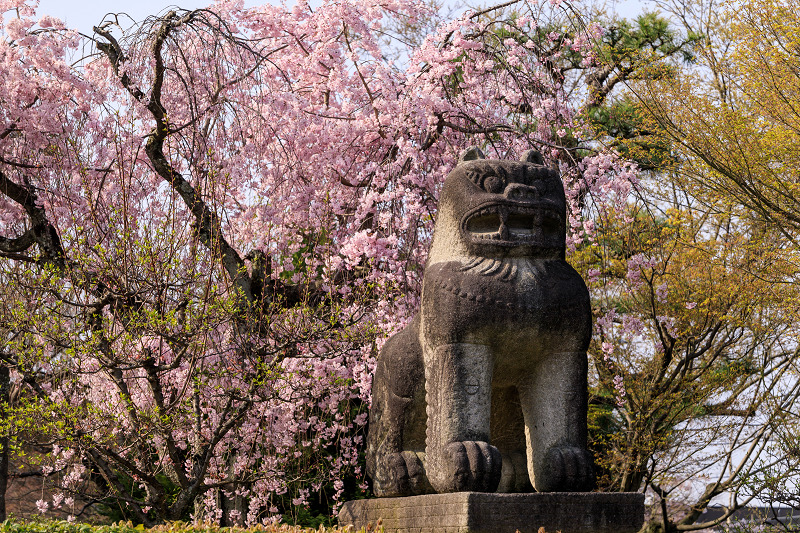 桜咲く京都18 智積院 桜のころ 花景色 K W C Photoblog
