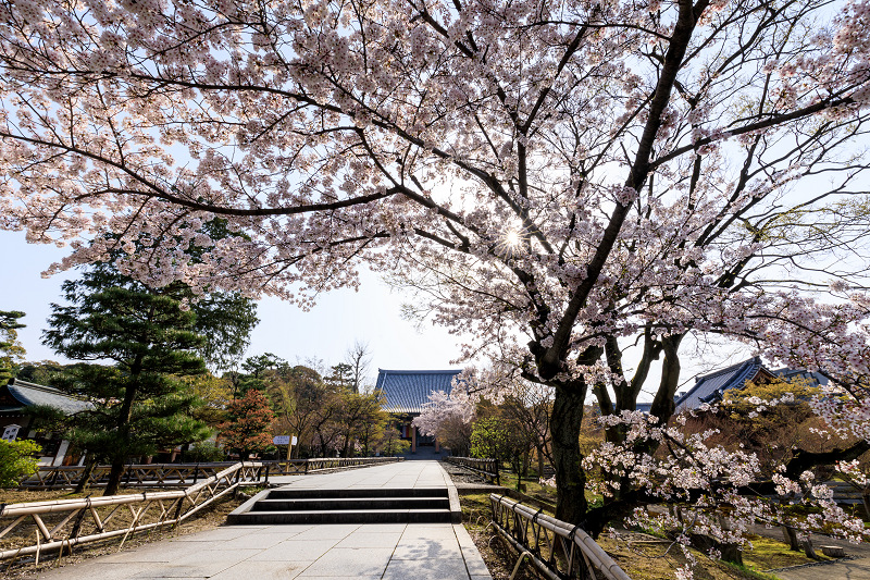 桜咲く京都18 智積院 桜のころ 花景色 K W C Photoblog