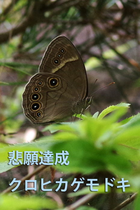 国内蝶標本‼️ 激減クロヒカゲモドキ15exs 国内蝶標本‼️ 激減クロヒカゲモドキ15exs