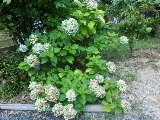 c0328559_16341567.jpg