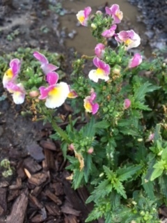 前庭の花壇ートルコ桔梗、ヒルザキツキミソウ等々_e0350971_11301357.jpg